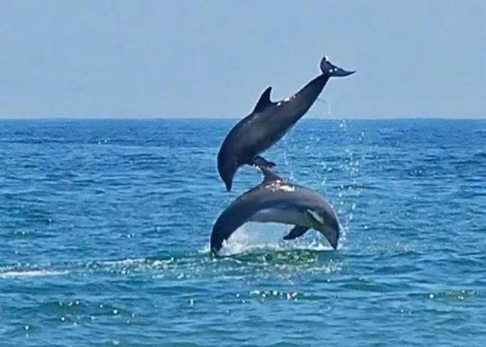 Mini Playa Del Oro Favone